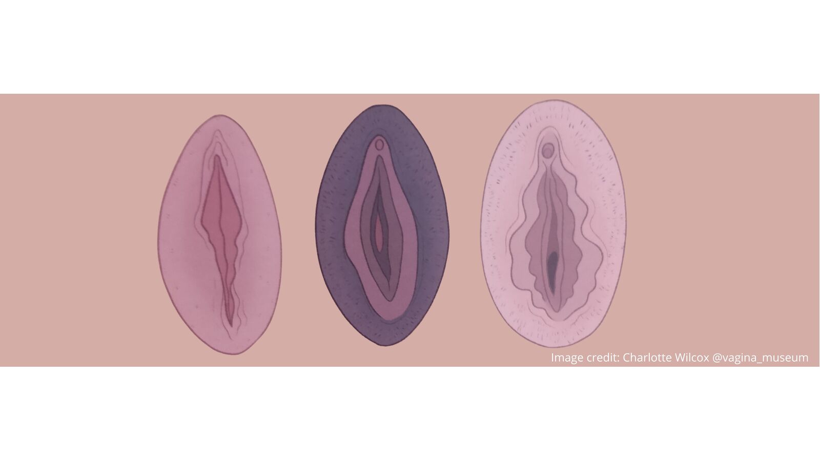 Vulva vs Vagina